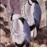 Charles_Tunnicliffe-Index03-02-Grey_Herons_je