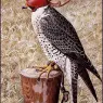 Charles_Tunnicliffe-Index03-04-Lanner_je