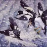 Charles_Tunnicliffe-Index03-05-Goldeneyes_je