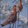 Charles_Tunnicliffe-Index03-06-Black_Tailed_Goodwits_je