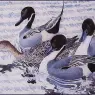Charles_Tunnicliffe-Index04-CourtingPintails_je