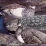 Charles_Tunnicliffe-Index04-Peacock_Consorts_je