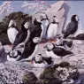 Charles_Tunnicliffe-Index04-PuffinColony_je