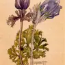Charles Rennie Mackintosh