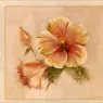 Cheri Blum