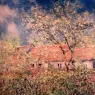 Monet_Springtime_At_Giverny
