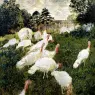 Monet_The_Turkeys