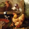 Hunt_Edgar_A_Chicken_Doves_Pigeons_And_Ducklings