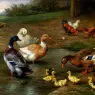 Hunt_Edgar_Chickens_Ducks_And_Ducklings_Paddling