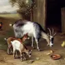 Hunt_Edgar_Goats_And_Poultry