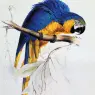 Lear_Edward_Blue_And_Yellow_Macaw