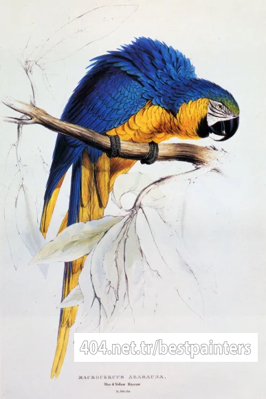 Lear_Edward_Blue_And_Yellow_Macaw