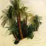 Lear_Edward_Study_Of_Palm_Trees