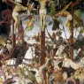 Ferrari_Gaudenzio_Crucifixion
