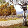 pa_GeorgePhillips_AustralianBush_04