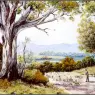 pa_GeorgePhillips_AustralianBush_06