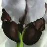 okeeffe04