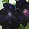 okeeffe12