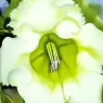 okeeffe14