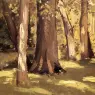 Caillebotte_Gustave_The_Yerres_Effect_of_Light