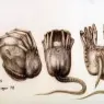 hr_giger_facehugger_IV