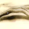 hr_giger_pII_the_worm_p1