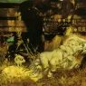 makart_hans_kinderbild