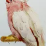 Marks_Henry_Stacy_A_Pair_Of_Leadbetter_Cockatoos