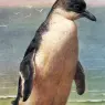 Marks_Henry_Stacy_Study_Of_A_Penguin