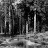Shishkin_Ivan_Mast_Tree_Grove