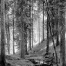 Ivan Shishkin (1832-1898)