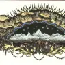 Kay Nielsen