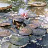 Hanks_Steve_Waterlilies_In_Bloom