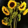 Hardy_David_Sunflowers