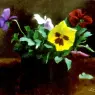 Pansies