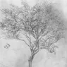 Leighton_Study_of_a_Lemon_Tree