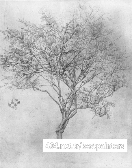 Leighton_Study_of_a_Lemon_Tree