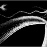 escher2-164_twon_Dolphins