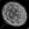 escher2-169_twon_Blowball