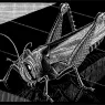 escher2-172_twon_Grasshopper