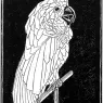 escher2-175_twon_Parrot