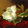 A_Magnolia_on_Red_Velvet_ATC