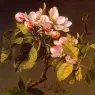 Martin Johnson Heade (1819-1904)