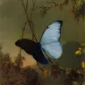 Blue_Morpho_Butterfly_ATC