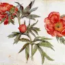 SCHONGAUER_Martin_Study_Of_Peonines