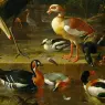 Hondecoeter_80PelDet