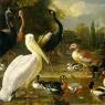 Hondecoeter_80Pelican