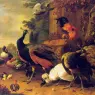 Hondecoeter_86Birds
