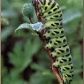 bpd_Audubon_04