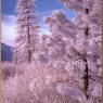 bpd_Audubon_08